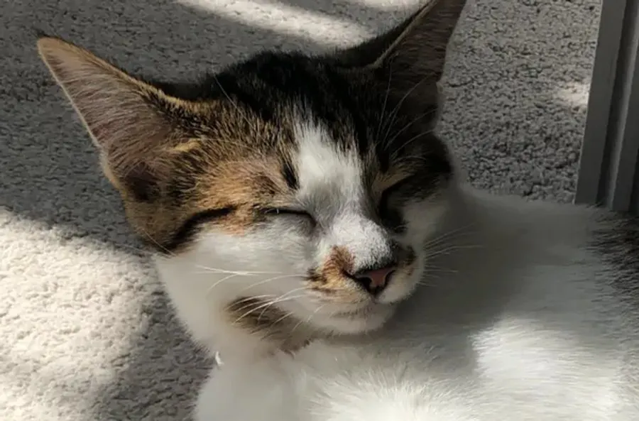 A white and tabby cat dozing in a patch of sun on a carpet