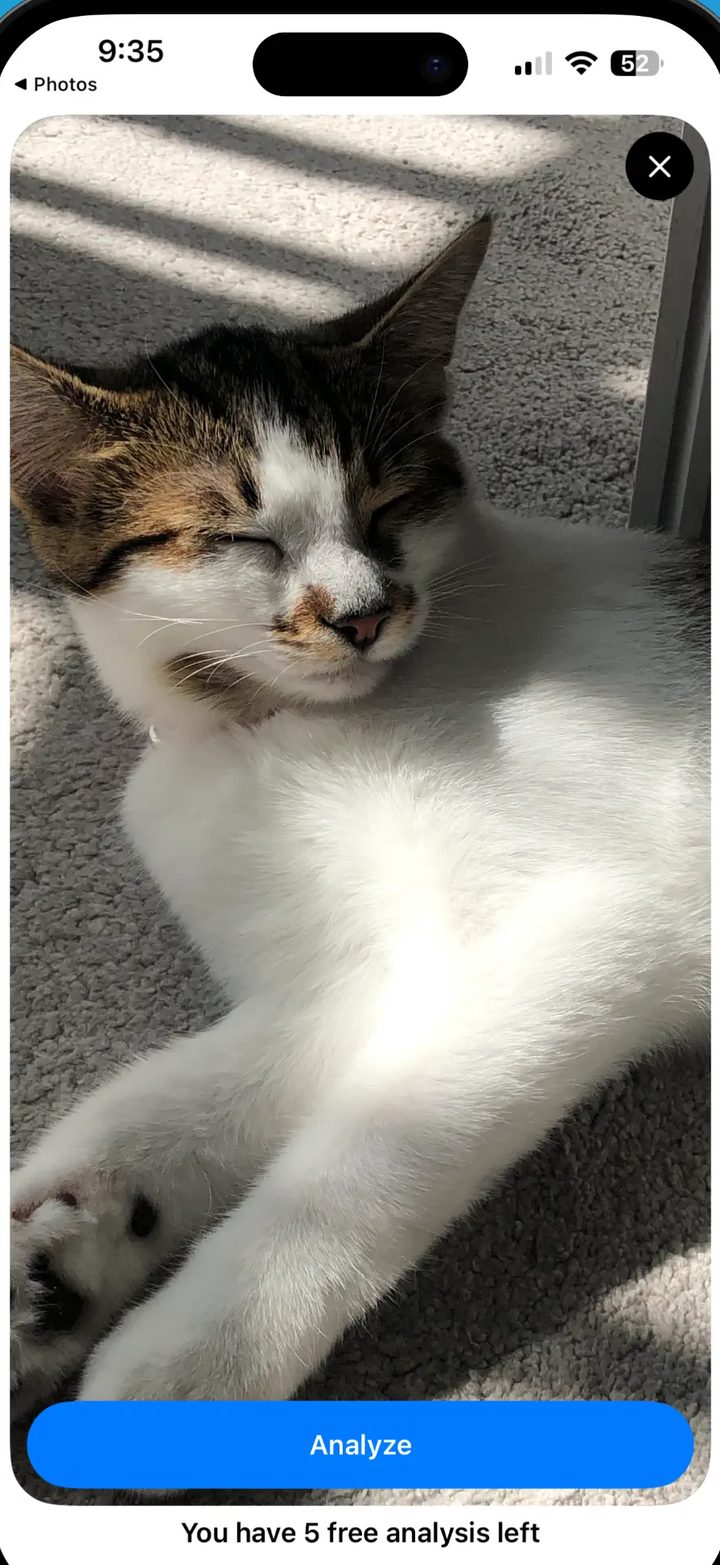 Cat Identifier camera screen framing a white and tabby cat