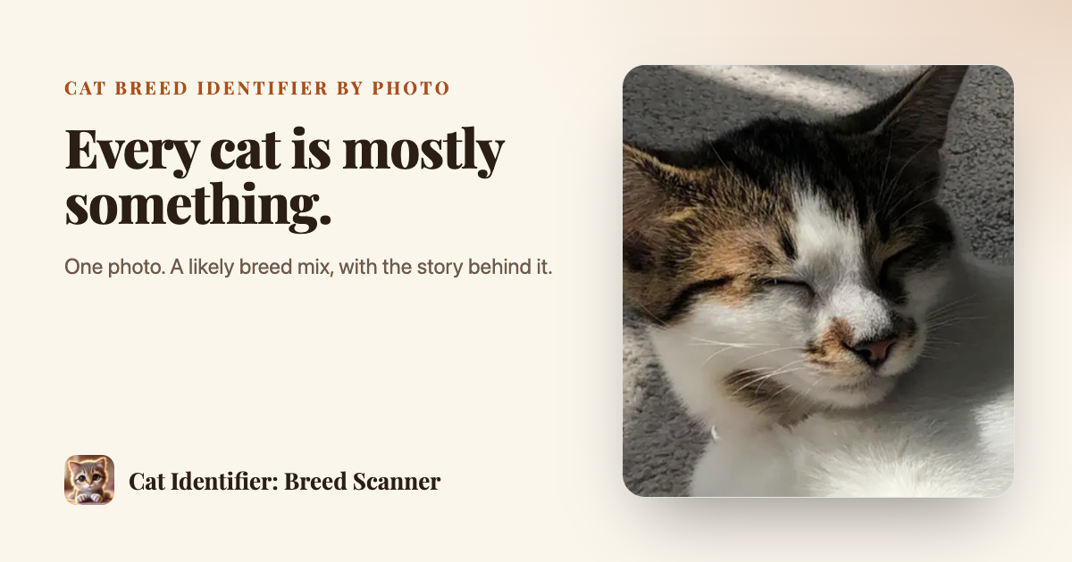 Cat Identifier social preview image